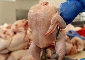 قیمت مرغ تا پایان سال گران می‌شود؟