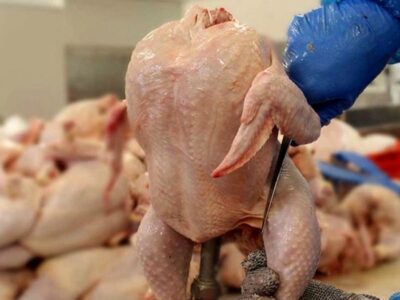 قیمت مرغ تا پایان سال گران می‌شود؟