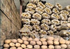 مشکل صادرات سیب‌زمینی همدان حل شود| کشاورزان متضرر شده اند