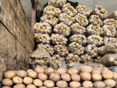 مشکل صادرات سیب‌زمینی همدان حل شود| کشاورزان متضرر شده اند