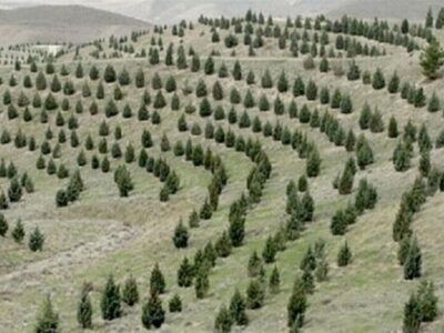 آغاز کاشت ۱ میلیارد درخت در کشور از امروز