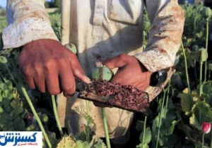 دولت به کشت خشخاش در ایران چراغ سبز داد