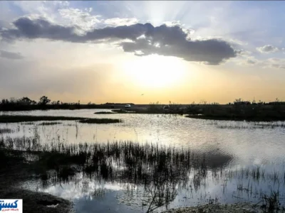 هامون مُرد ؛ سم مهلک زیر جلد یارانه !