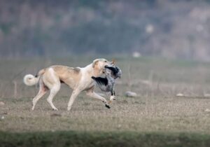 افزایش ۲۰ درصدی گازگرفتگی سگ‌های ولگرد در کهگیلویه و بویراحمد