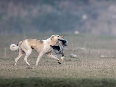 افزایش ۲۰ درصدی گازگرفتگی سگ‌های ولگرد در کهگیلویه و بویراحمد