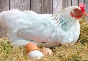 تخم‌مرغ در آستانه کم‌یابی؟ / مرغداران هشدار دادند