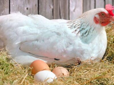 تخم‌مرغ در آستانه کم‌یابی؟ / مرغداران هشدار دادند