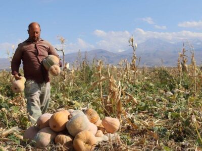 تسلط چین بر تولید جهانی کدو تنبل؛ ایران در جایگاه ۳۲ صادراتی قرار گرفت