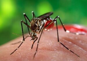 خطر ۴ بیماری مهم پس از بارندگیها کیش را تهدید می کند