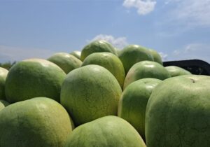 ۲۵۲ هزار تن هندوانه تازه برای تنظیم بازار شب یلدا عرضه میشود