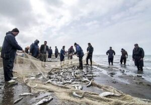 افزایش سهم ایران از صید تون‌ماهیان اقیانوس هند| وابستگی ۱۵ درصدی به واردات