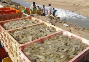 تولید بیش از ۳۰ هزار تن میگوی پرورشی در استان بوشهر