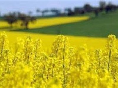 سد بزرگ ارز ترجیحی بر تولید داخل نهاده‌های دامی برداشته شد