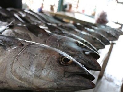 فعالیت ۸ هزار شناور برای صید تونماهیان در کشور