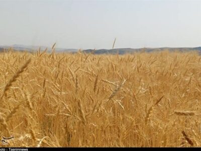 پرداخت ریالی ضرر حذف ارز ترجیحی به کشاورزان