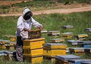آفت و بیماری؛ نتیجه واردات قاچاقی زنبور به کشور
