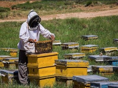 آفت و بیماری؛ نتیجه واردات قاچاقی زنبور به کشور