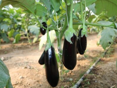 ارزش ۱۳میلیون دلاری صادرات بادمجان ایران؛ صادرات ایران ۶۵درصد کاهش یافت