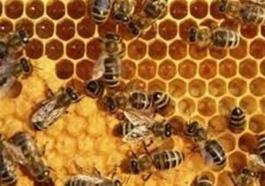 تولید عسل در ایران به ۱۲۸ هزار تن رسید