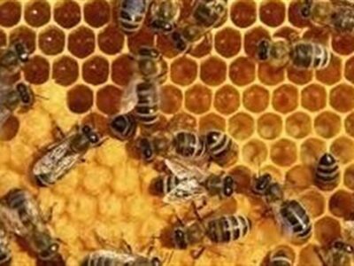 تولید عسل در ایران به ۱۲۸ هزار تن رسید