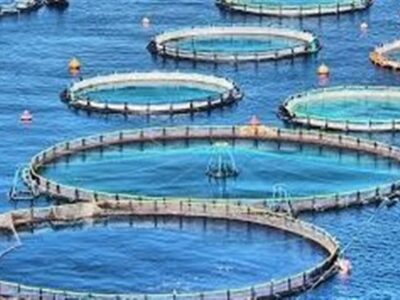 تولید۱۴ هزار و ۲۵۰ تن ماهی/ بهره‌برداری از ۲۱ مزرعه در سواحل بوشهر