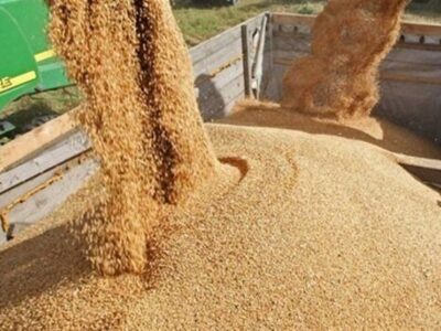 ثبت سفارش ذرت دامی و جو ‎آغاز شد