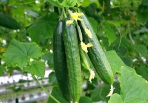 جایگاه ۱۷ ایران در صادرات خیار؛ ارزش صادراتی ایران بیش از ۶۳درصد کاهش یافت