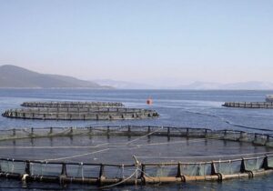 ممنوعیت صید ساردین و موتو ماهیان در آب‌های قشم از ۱۵ اسفند