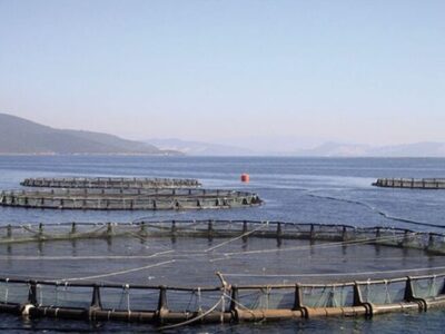 ممنوعیت صید ساردین و موتو ماهیان در آبهای قشم از ۱۵ اسفند