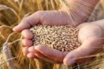 نرخ خرید تضمینی گندم بیشتر از ۴۲هزار تومان است