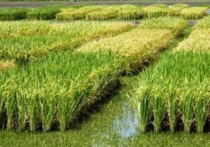 هسته‌ای در کشاورزی ــ ۸۳| کنترل کرم ساقه‌خوار برنج