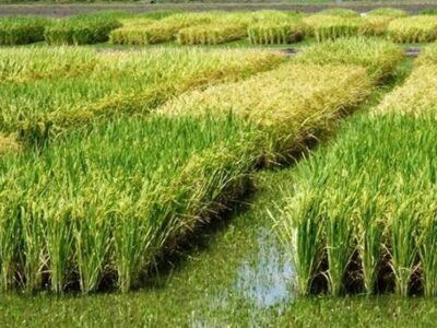 هسته‌ای در کشاورزی ــ ۸۳| کنترل کرم ساقه‌خوار برنج