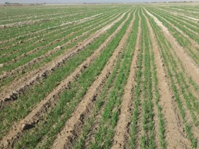 ۱۲۰ هزار هکتار اراضی استان بوشهر به کشت گندم اختصاص یافت