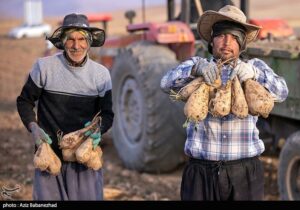 ۴۰ درصد صرفه‌جویی آب در تولید چغندر قند با کشت پاییزه