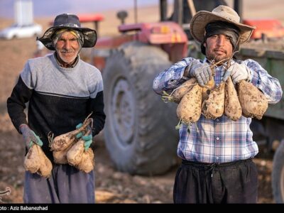 ۴۰ درصد صرفه‌جویی آب در تولید چغندر قند با کشت پاییزه