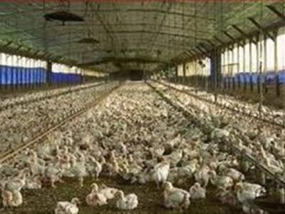 آغاز ارائه تسهیلات نقدی به تولیدکنندگان دام و طیور خرد از امروز