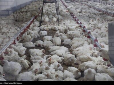 تداوم چرخش زنجیره تامین صنعت دام و طیور