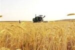 تمام حق بیمه سهم کشاورزان گندمکار در کرمانشاه توسط دولت پرداخت می‌شود