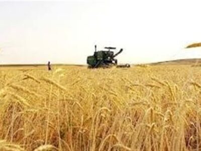 تمام حق بیمه سهم کشاورزان گندمکار در کرمانشاه توسط دولت پرداخت می‌شود