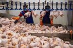 تولید شیر، مرغ و تخم مرغ ۳۰ درصد بیشتر از نیاز داخل است
