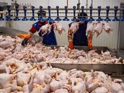 تولید شیر، مرغ و تخم مرغ ۳۰ درصد بیشتر از نیاز داخل است