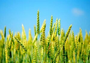 جایزه قابل توجه، جایگزین افزایش نرخ خرید تضمینی گندم شد