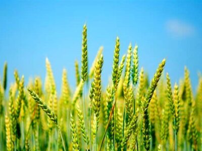 جایزه قابل توجه، جایگزین افزایش نرخ خرید تضمینی گندم شد