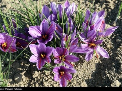 معاملات گواهی‌های سپرده زعفران به ۳۲ میلیارد تومان رسید