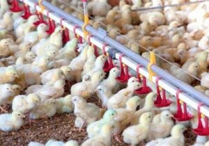 ۱۵۰ میلیون قطعه جوجه ریزی انجام شد