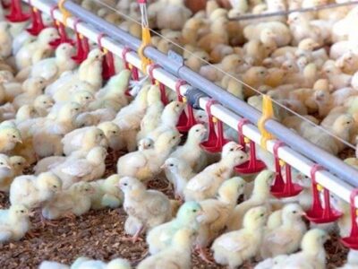 ۱۵۰ میلیون قطعه جوجه ریزی انجام شد