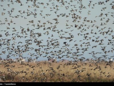 تالاب‌های گیلان میزبان سه گروه پرندگان مهاجر