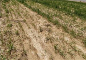 خسارت ۹ همتی به کشاورزی خوزستان در بارندگی‌های اخیر