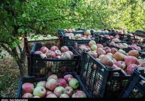 شاهرود چگونه به قطب باغداری تبدیل شد؟