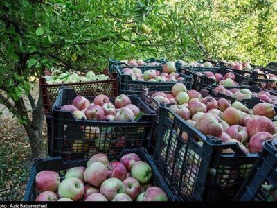 شاهرود چگونه به قطب باغداری تبدیل شد؟